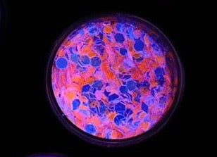 Inked Doll Cosmetics - "INSOMNIAC" *UV/BlackLight* Festival FunFetti